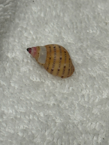 Phasianella australis observed 2026-10-19
