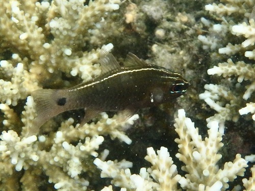 Ostorhinchus hartzfeldii observed 2026-10-16