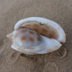 Phalium areola