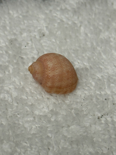 Phasianella ventricosa observed 2026-10-19