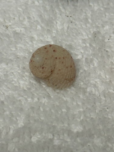 Herpetopoma observed 2026-10-19