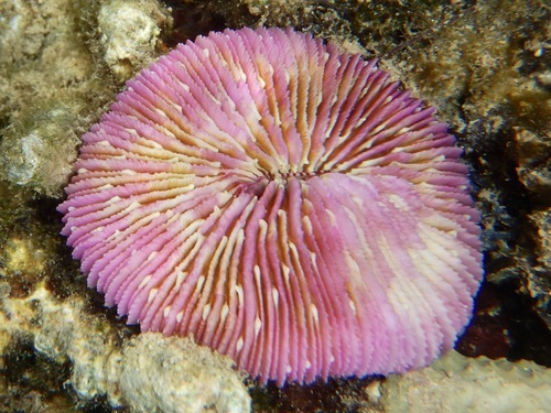 Fungia observed 2026-10-16