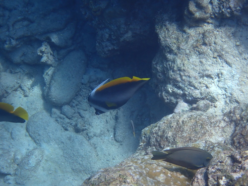Heniochus singularius observed 2026-10-19