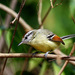 Rufous-margined Antwren - Photo (c) matiasgomes, some rights reserved (CC BY-NC)