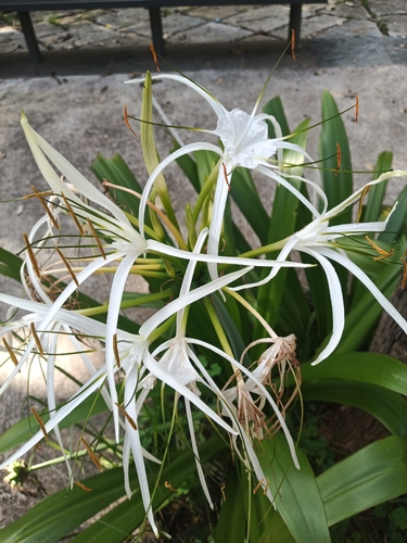 Hymenocallis littoralis observed 2026-10-19