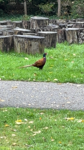 Ring-necked Pheasant