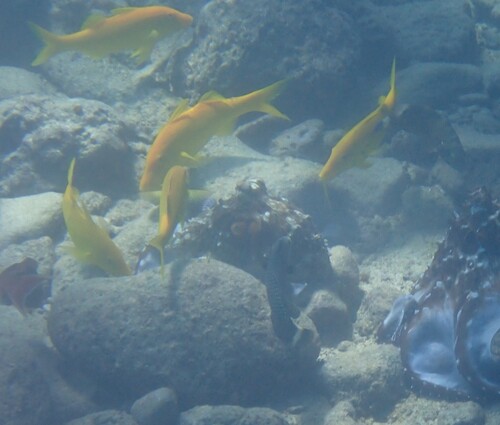 Parupeneus cyclostomus observed 2026-10-19