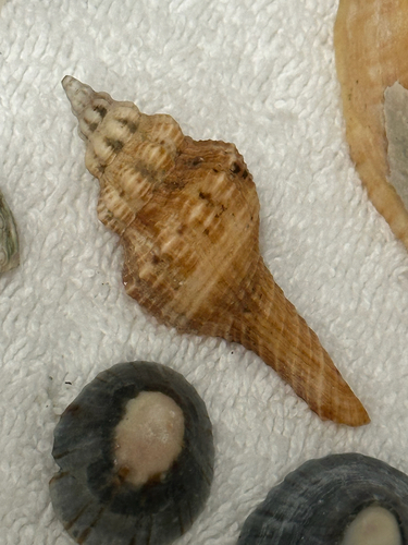 Fusinus australis, 2026-10-19