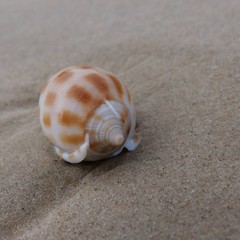 Phalium areola
