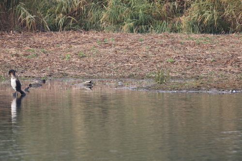 Common Snipe
