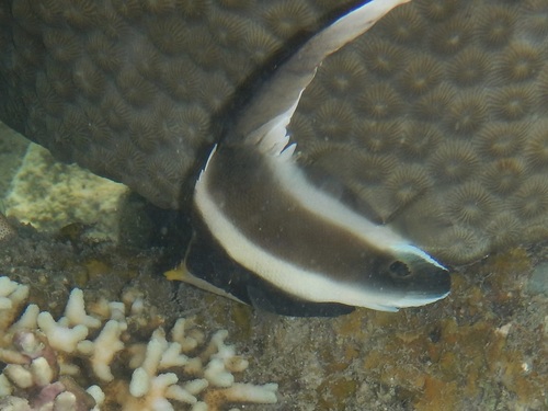 Heniochus chrysostomus observed 2026-10-16
