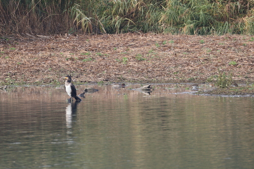 Green-winged Teal