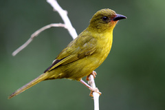 Orthogonys chloricterus