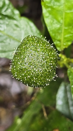 Dorstenia hirta (Dorstenia hirta)