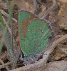 Callophrys affinis