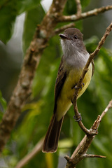 Myiarchus ferox
