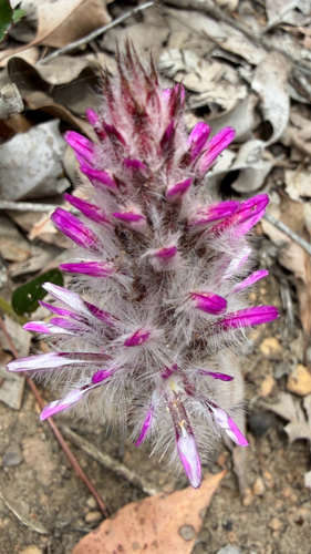 Ptilotus manglesii observed 2026-10-19