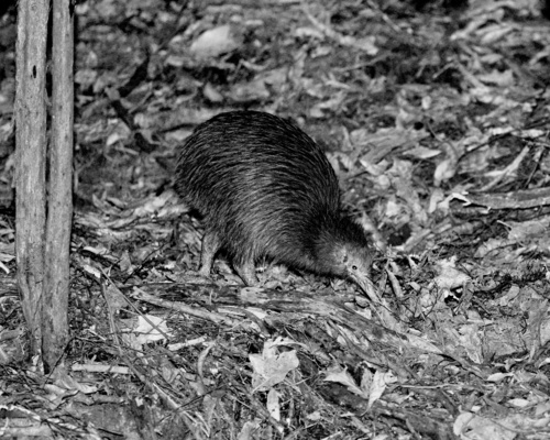 Apteryx australis observed 2026-10-14
