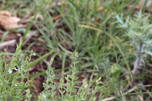 Salvia reflexa observed 2026-10-19