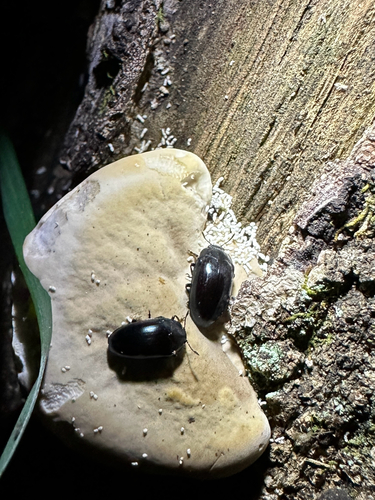 Aulacochilus observed 2026-10-19