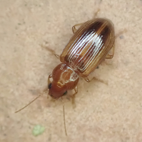 Bradycellus verbasci