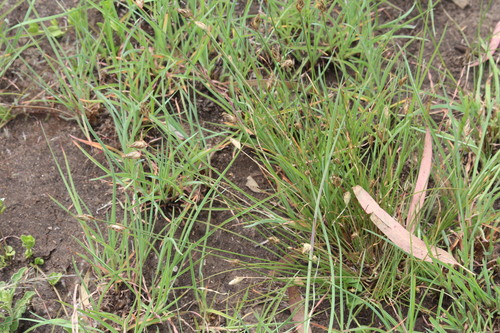 Abildgaardia ovata observed 2026-10-19