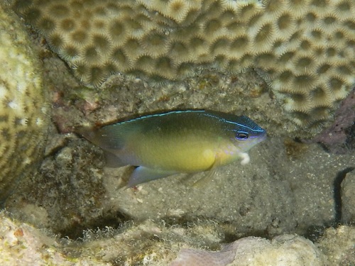 Pomacentrus simsiang observed 2026-10-16