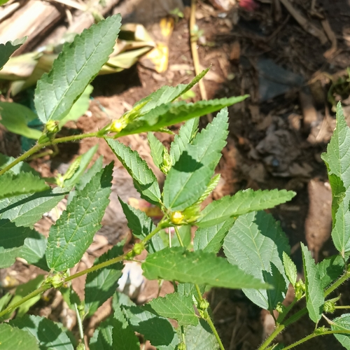 Sida acuta observed 2026-10-19