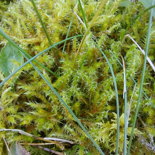 Square Gooseneck Moss