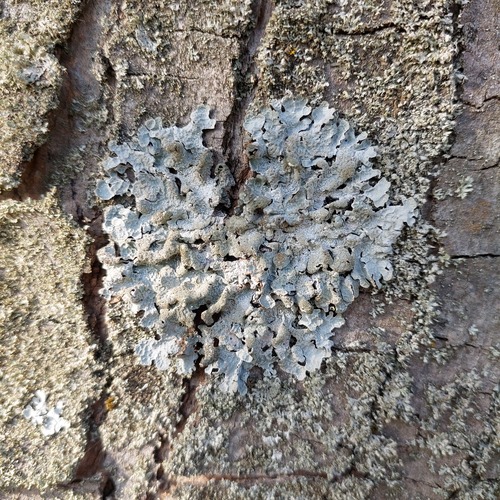 Netted shield lichen