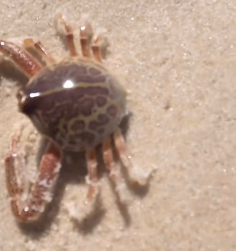 Persephona observed 2026-10-19