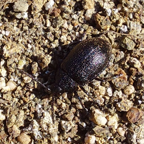 black-punctured leaf beetle