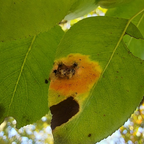 Pear Rust