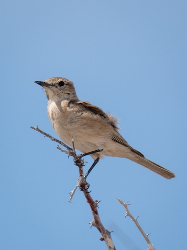 iNaturalist image