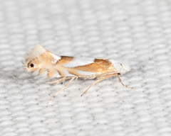 Phyllonorycter fitchella