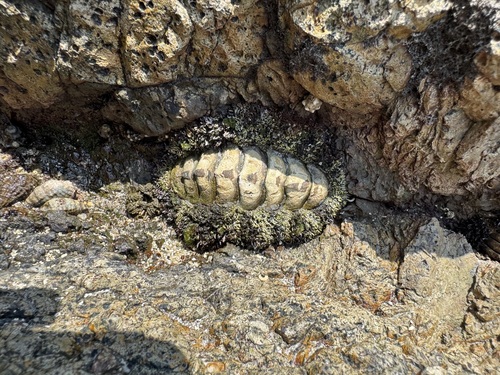 Acanthopleura gemmata observed 2026-10-18