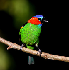 Tangara cyanocephala