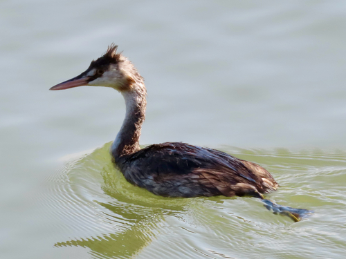 Great Crested Grebe