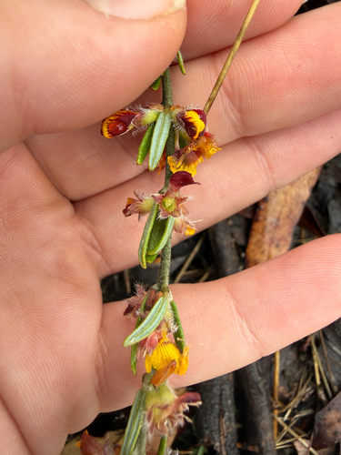 Aotus subglauca observed 2026-10-17