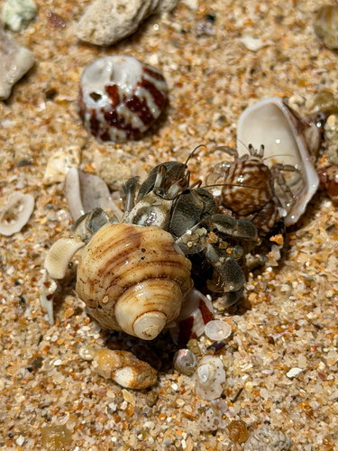 Coenobita rugosus observed 2026-10-17