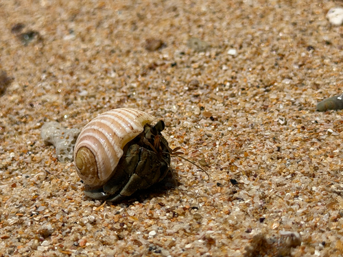 Coenobita rugosus observed 2026-10-17
