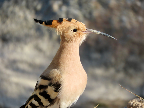 Common Hoopoe