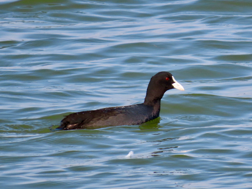 Common Coot