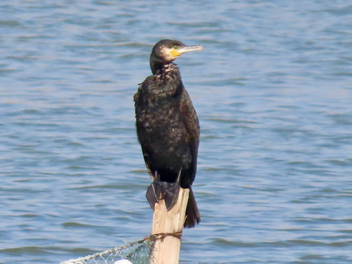 Great Cormorant