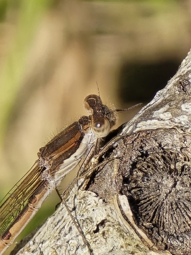 Common Winter Damselfly