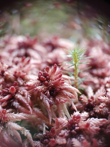 Sphagnum divinum observed 2026-10-19
