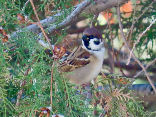 Eurasian Tree Sparrow