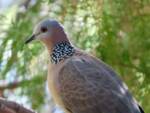 Spotted Dove