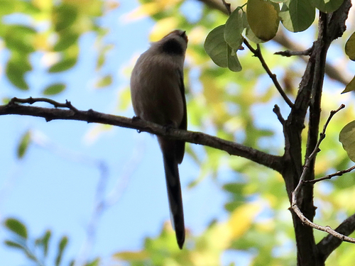 Silver-throated Tit