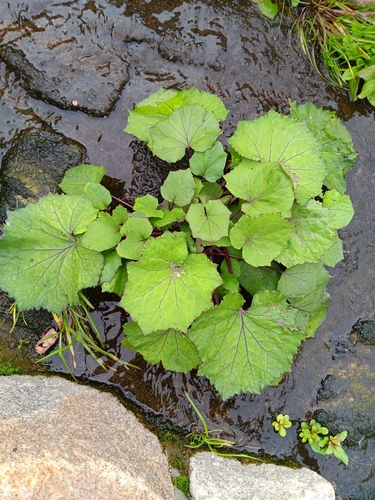 colt's-foot